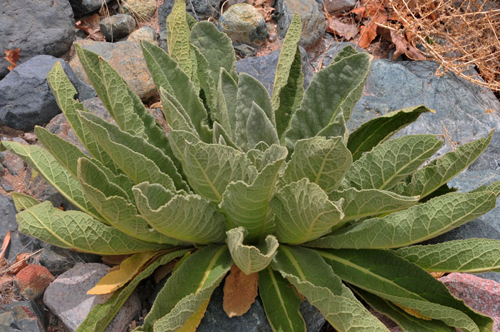 Common Mullein is a biennial plant that grows up to 6 feet tall. It has densely hairy basal leaves, narrowly linear (oblanceolate) and linear stem leaves as well. Verbascum thapsus 